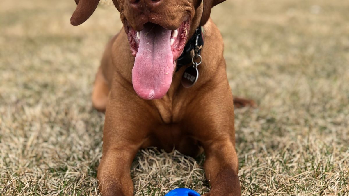 Magyar Vizsla: Typische Probleme, Jagdtrieb und Alltag realistisch prüfen