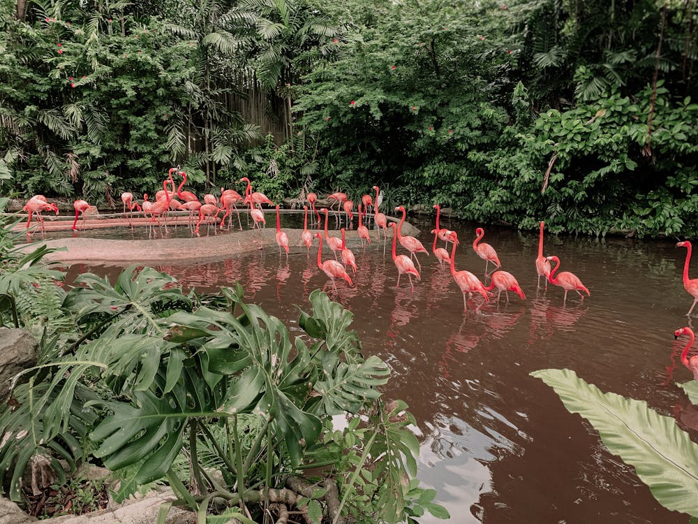From above of pink flamingos standing in water of pond near green tropical plants and dense greenery