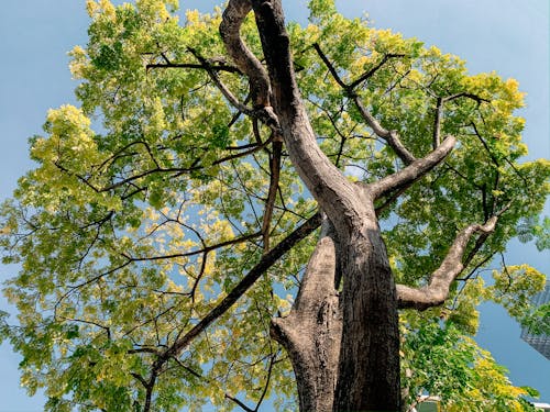 Green Tree Under Blue Sky