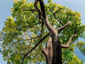 Green Tree Under Blue Sky