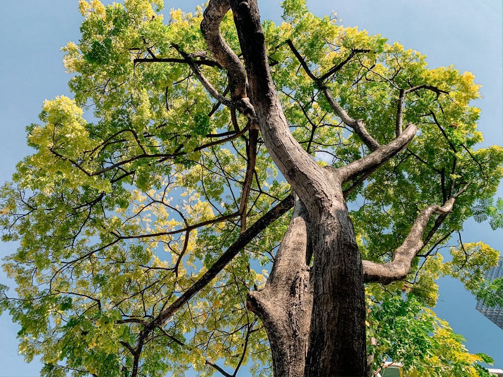 Foto profissional grátis de amplo, árvore, aumento