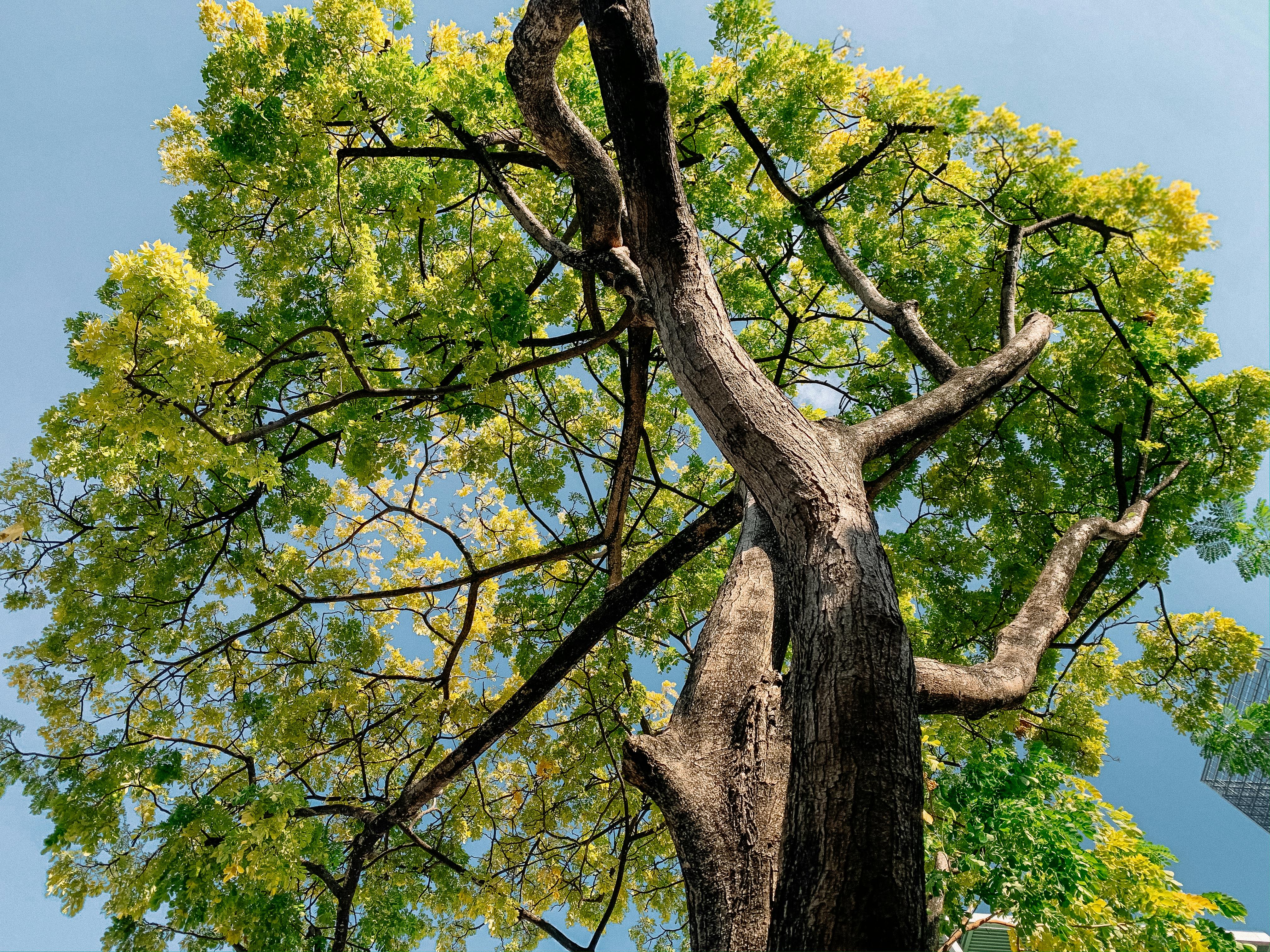 What is a dangerous tree