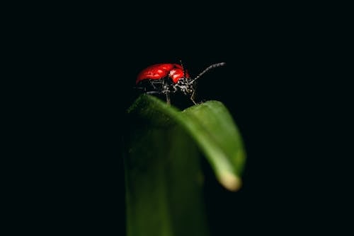 Бесплатное стоковое фото с beetle, антенна, Биология
