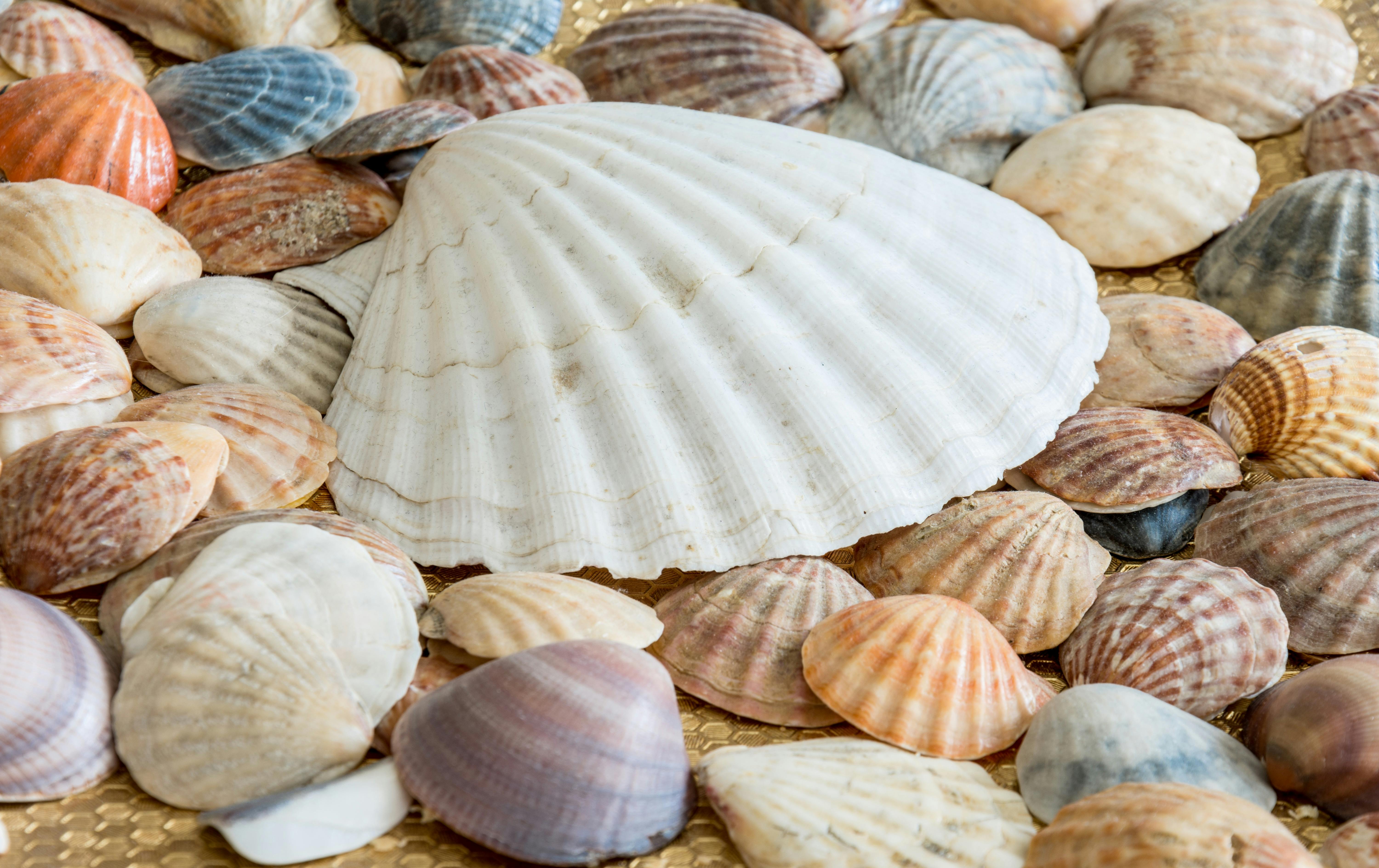 Terbaru 19 Gambar  Wallpaper Kerang  Laut  Richa Wallpaper