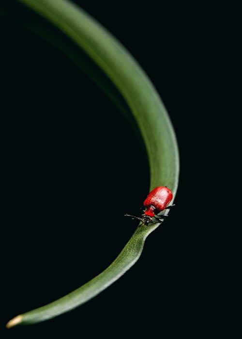 From above of red lily leaf beetle sitting on green thin grass on black background