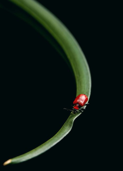 From above of red lily leaf beetle sitting on green thin grass on black background