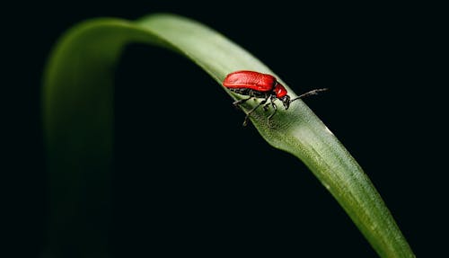Tiny red scarlet lily beetle on green plant
