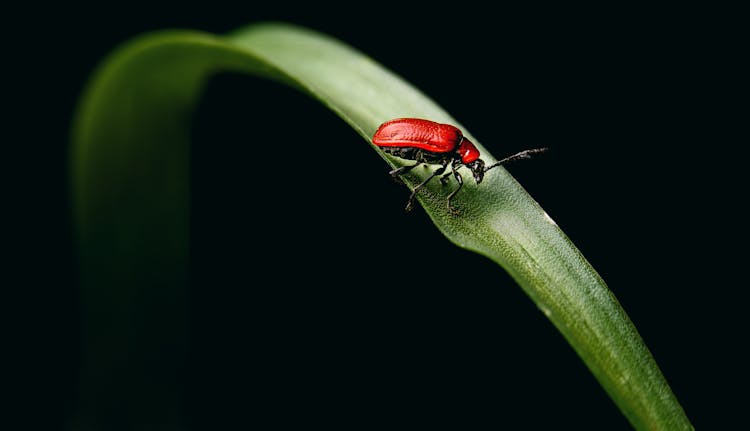 Tiny Red Scarlet Lily Beetle On Green Plant