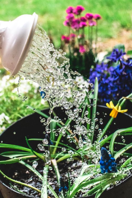 Free Watering bright blooming flowers in flowerbed with clean water from watering can in garden Stock Photo