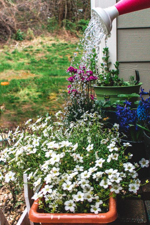 Free Watering colorful blossoming garden plants in pots placed next to house in village Stock Photo