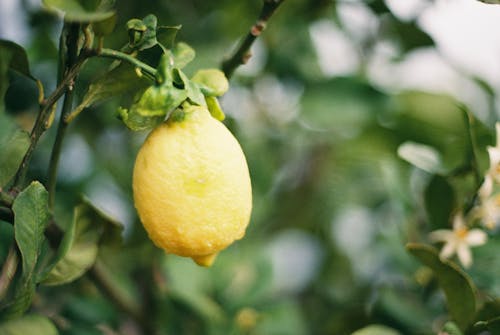 35mm, 레몬, 레몬 트리의 무료 스톡 사진