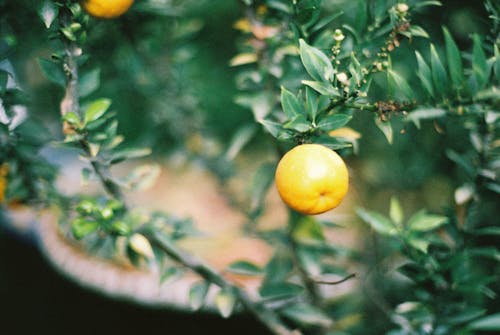 35mm, 레몬, 레몬 트리의 무료 스톡 사진