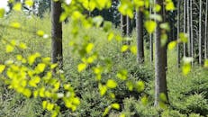 春天，森林里一片宁静，绿意盎然，新叶嫩绿，树木高大