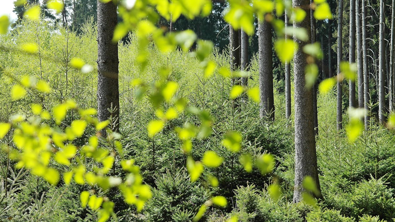 Foco Seletivo De Plantas