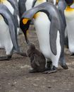 Adult Emperor penguin with gray and white feather feeding with beak cute fluffy little chick while on land with penguin colony
