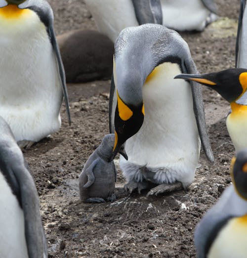 Adult penguin with gray feather and white belly caressing adorable newborn chick while nestling on land with penguin rookery