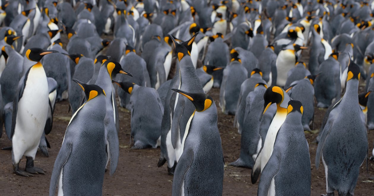 Breeding colony of Emperor penguins with gray back and wings and white feather on belly walking on land in Antarctica