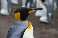 Side view adult Emperor penguin individual in penguin rookery breeding on land