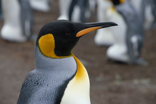 Side view adult Emperor penguin individual in penguin rookery breeding on land