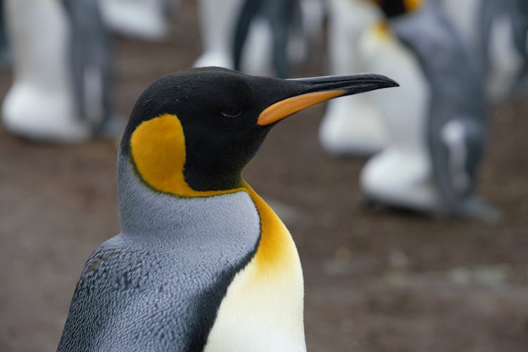 Emperor Penguin Individual In Breeding Colony