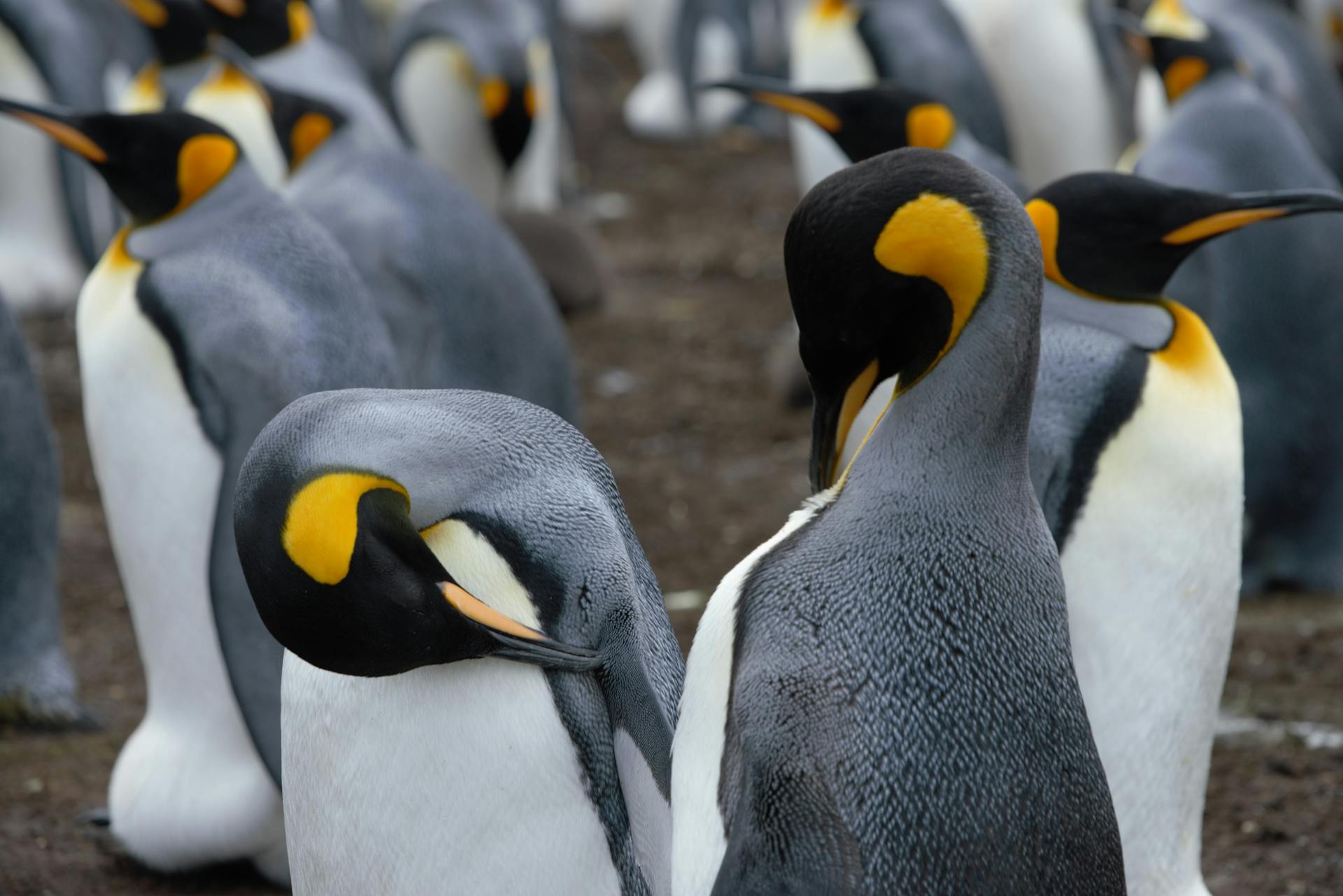 Cute Emperor penguins in breeding colony