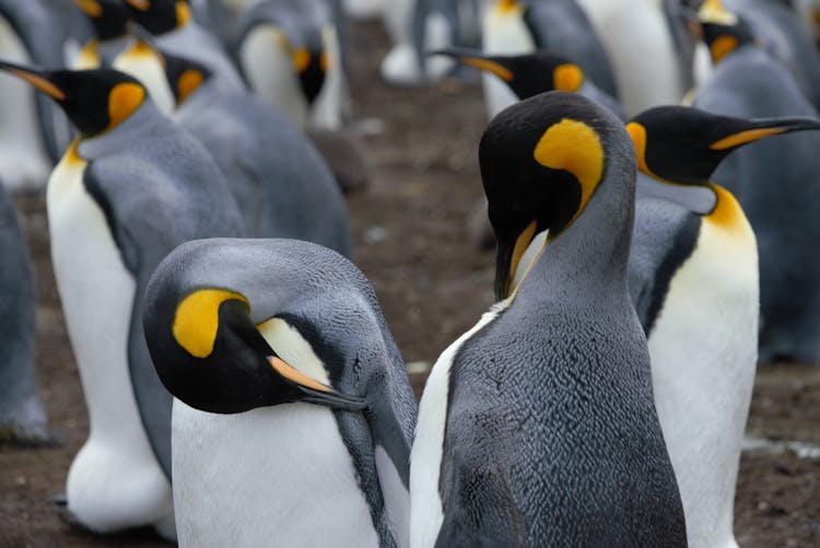 Cute Emperor Penguins In Breeding Colony