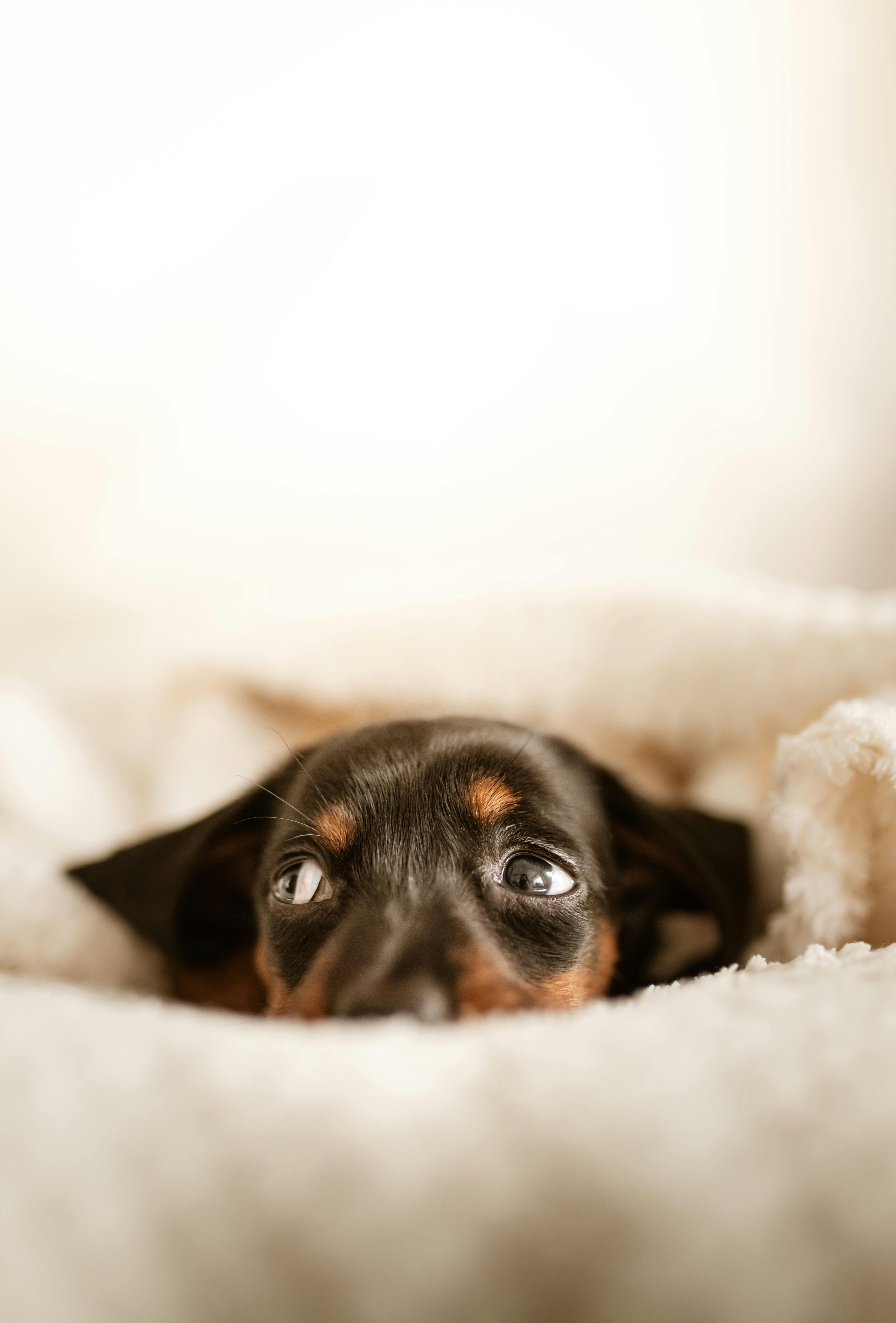 cute dachshund puppy lying on comfy bed