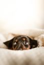 Adorable little Dachshund puppy with black fur lying on soft bed under white blanket and looking away with curiosity