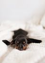 Funny Little Dachshund Puppy Sleeping on Cozy Sofa