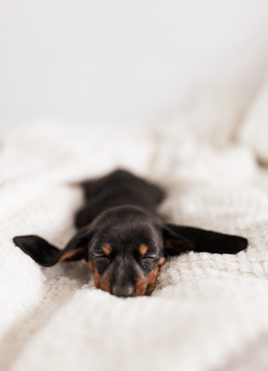 Free Funny Little Dachshund Puppy Sleeping on Cozy Sofa Stock Photo