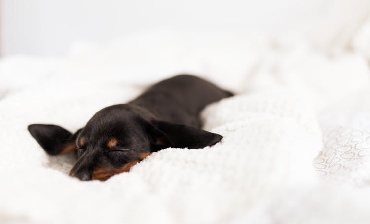 Calm Dachshund Puppy Sleeping On White Cozy Bed