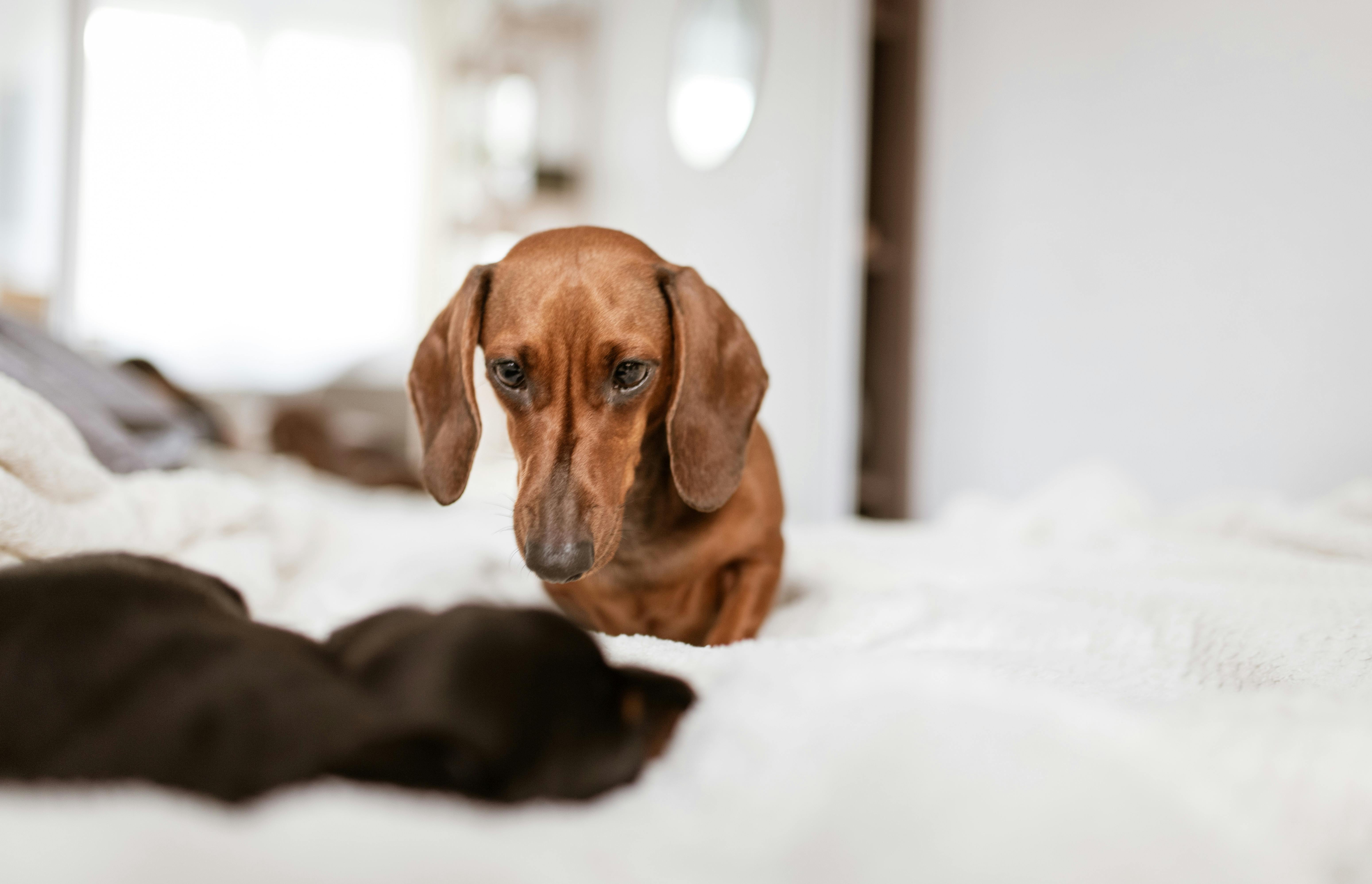 Dog sitting at table in cafe · Free Stock Photo