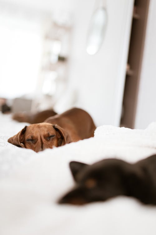 Calm serene smooth haired Dachshund dogs with black and brown fur sleeping peacefully on soft cozy bed in morning