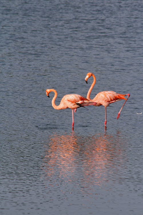 Flamingos in a Body of Water