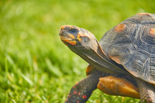 Close-up of a Turtle