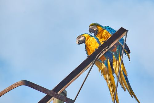 Free stock photo of ave salvaje, guacamayo, tropical Stock Photo