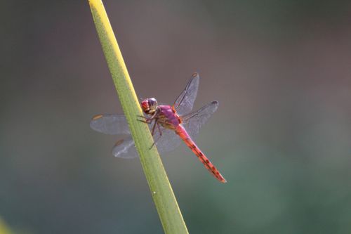 Free stock photo of insecto, libélulas, red Stock Photo