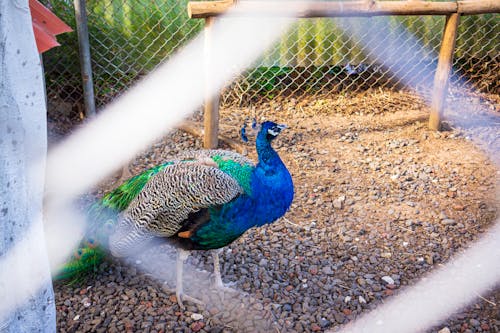 A Peacock on the Ground Near Chain Link Fence