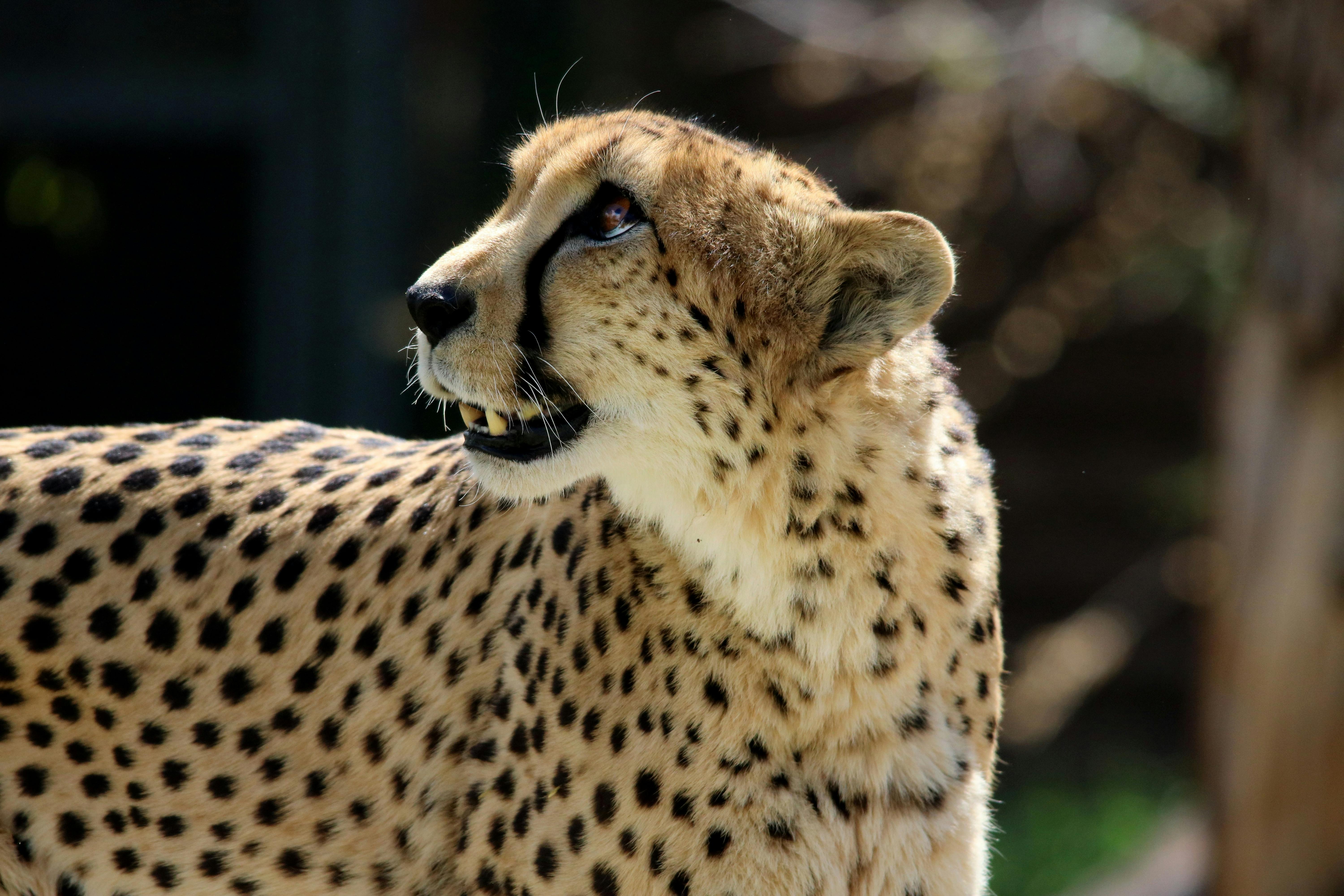 Selective Focus Photography of Cheetah