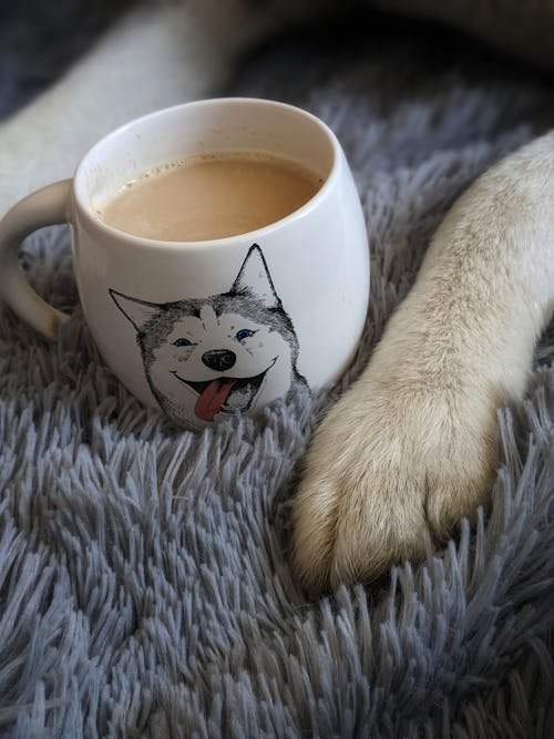 Foto profissional grátis de cachorro, café, caneca