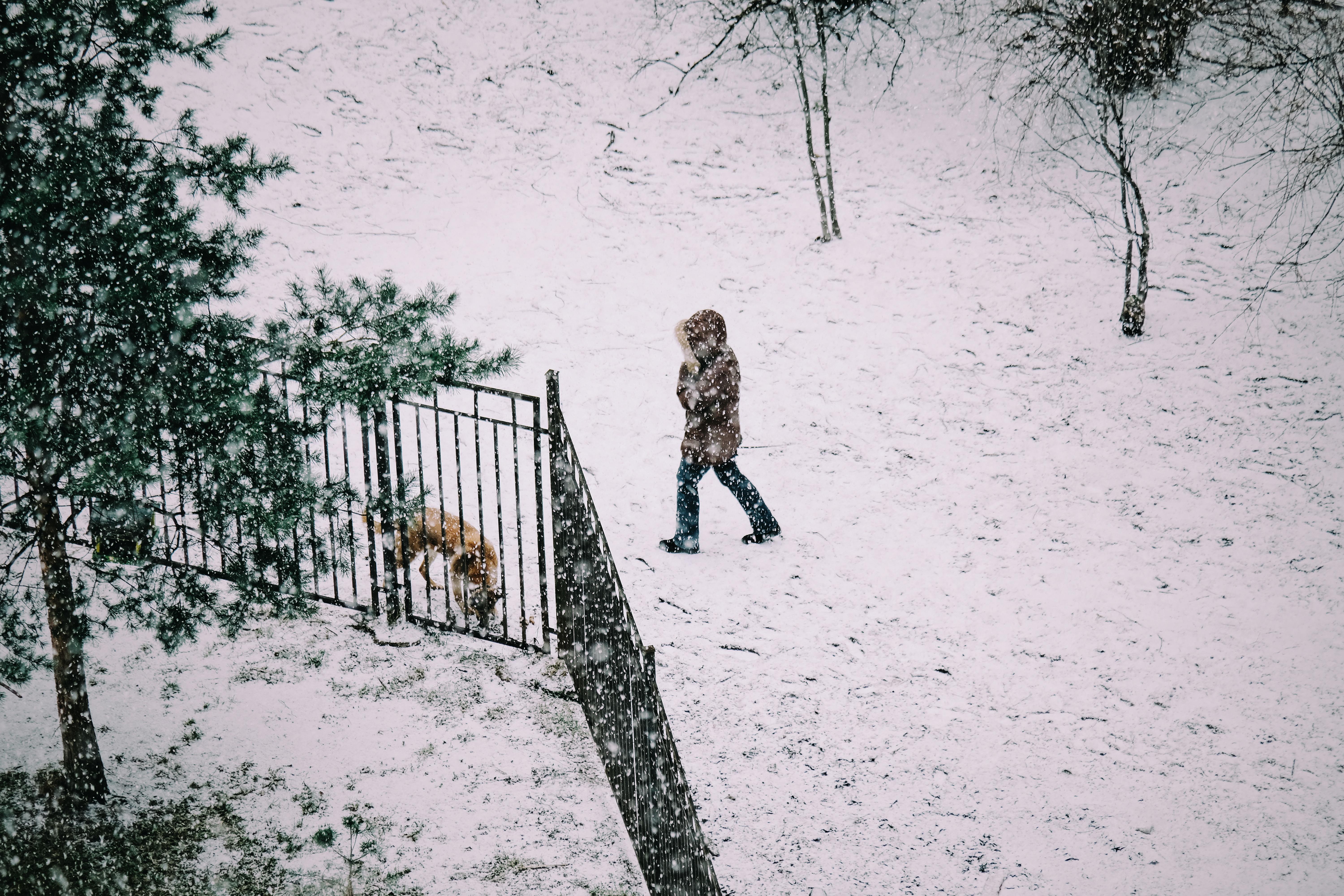Faceless person walking dog on snowy street