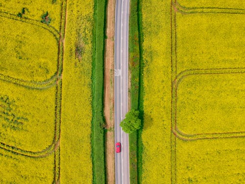 Aerial View of Green Field