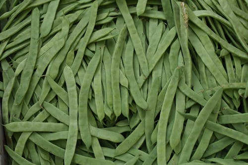 Free Fresh Organic Snap Beans Stock Photo