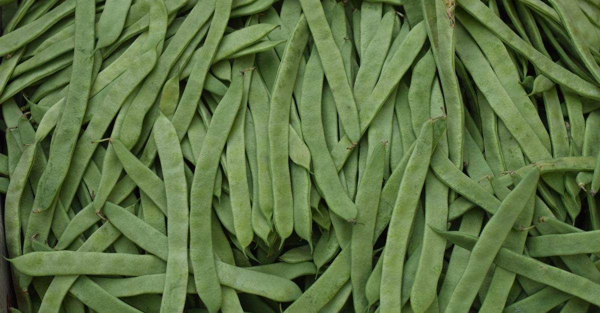Guide Pratique des Légumes d'Été : Semis, Culture et Récolte