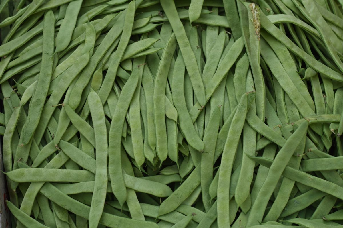 Fresh green snap beans for green beans almondine