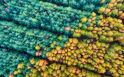 Imagine de stoc gratuită din anotimp, arbori, cădere