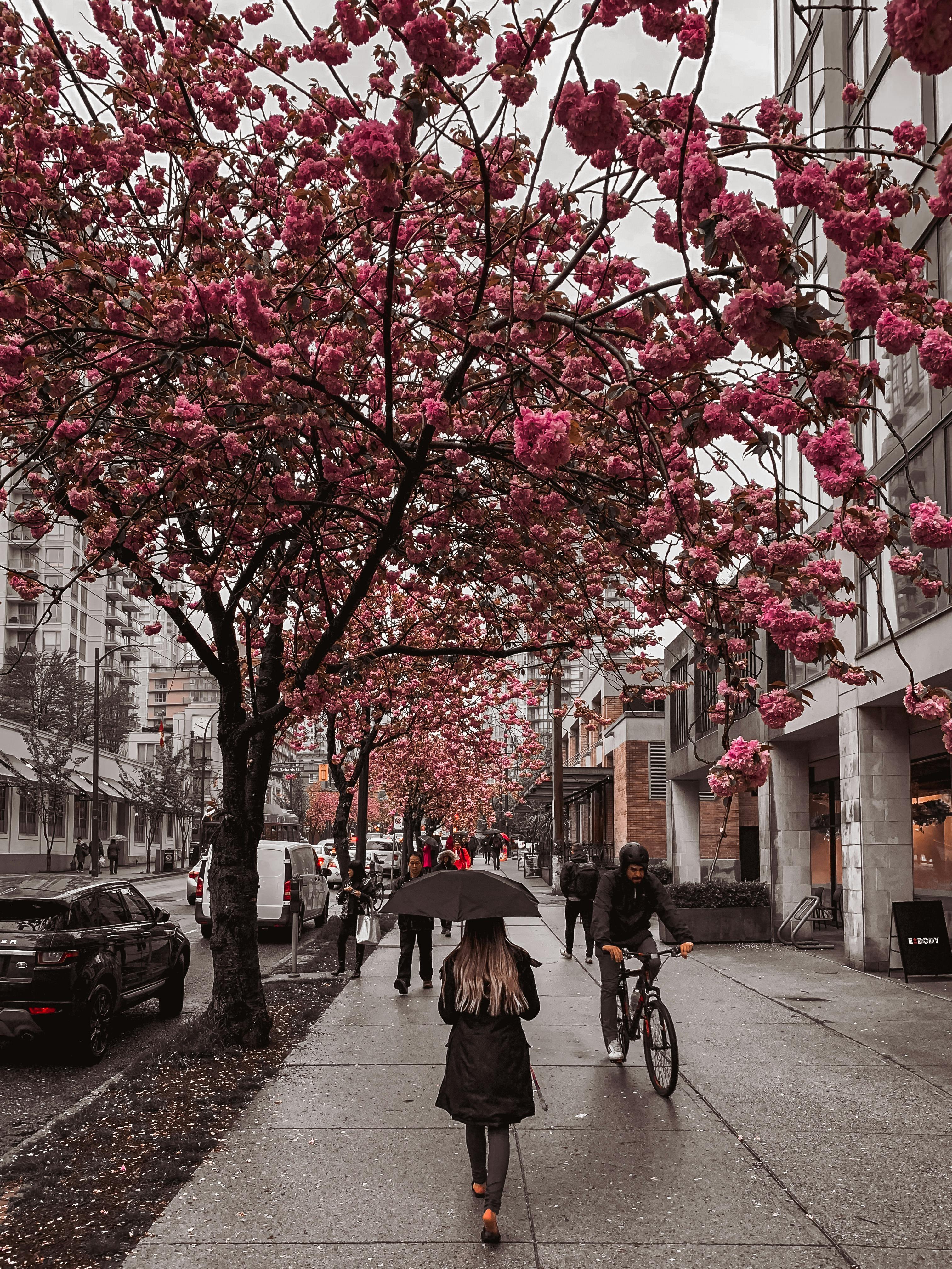 pedestrians walking along urban street with blooming trees in rain