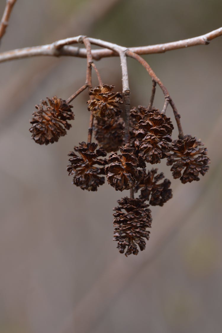 Branch Of Alder With Dry Cones