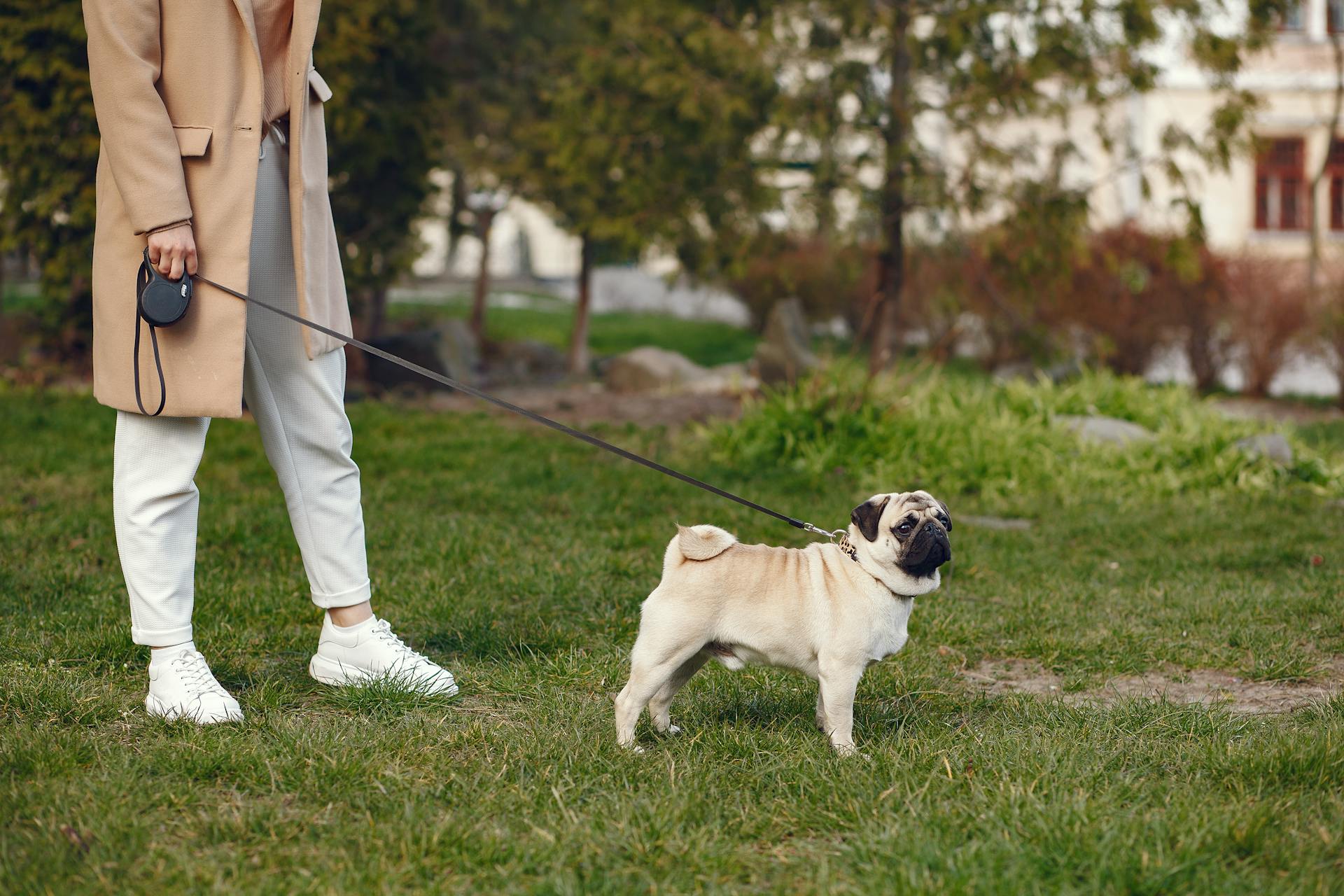 Side view of crop woman in casual outfit  walking pug on leash on lawn in city park at daytime