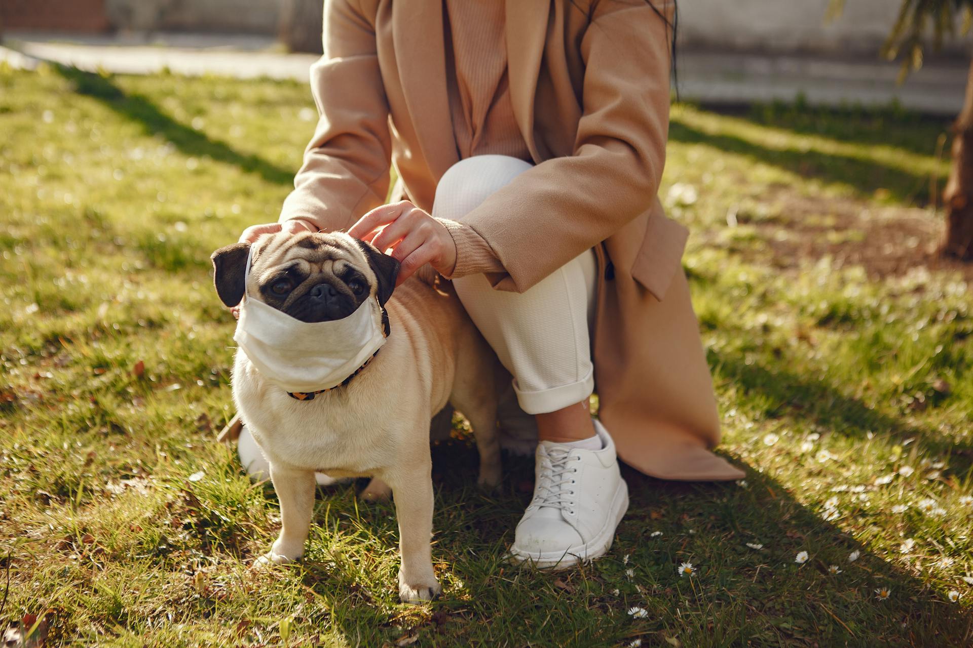 Vrouwelijke eigenaar van het gewas in casual kleding hurkt en legt een medisch masker op de pug voor veiligheid terwijl ze samen tijd doorbrengen in het park op een zonnige dag